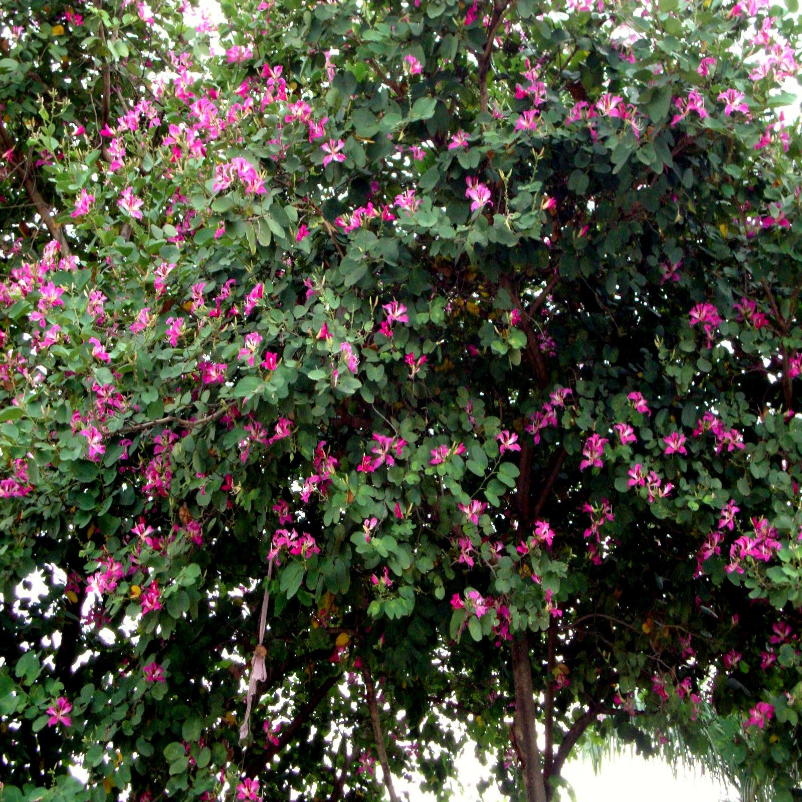 Tree with pink Orchid tree flowers and green leaves. (Bauhinia monandra)