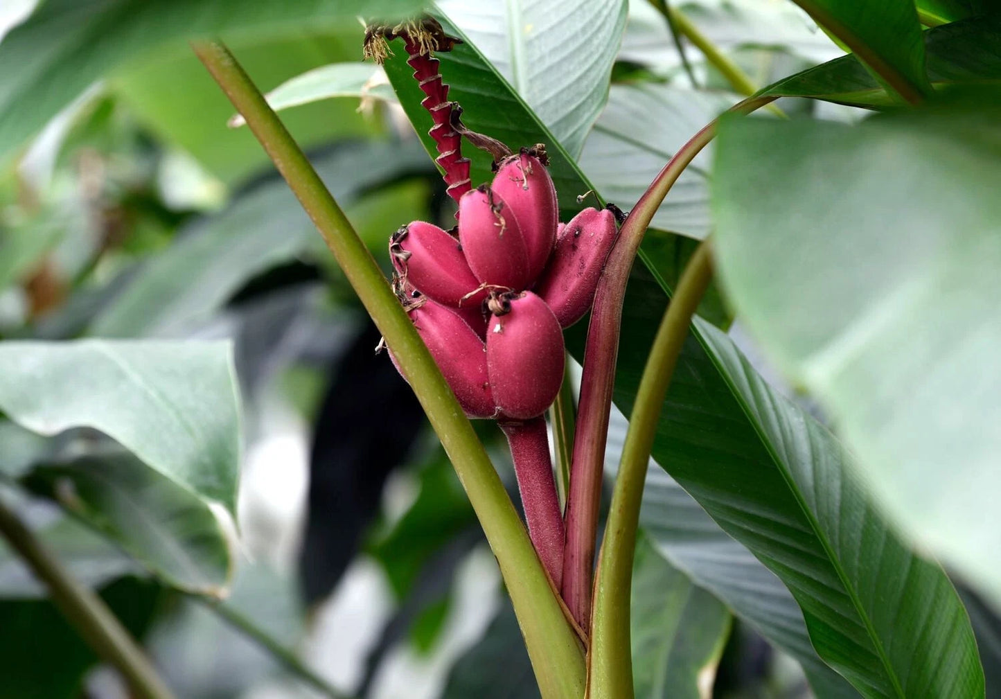 Pink banana bunch on a plant with green leaves