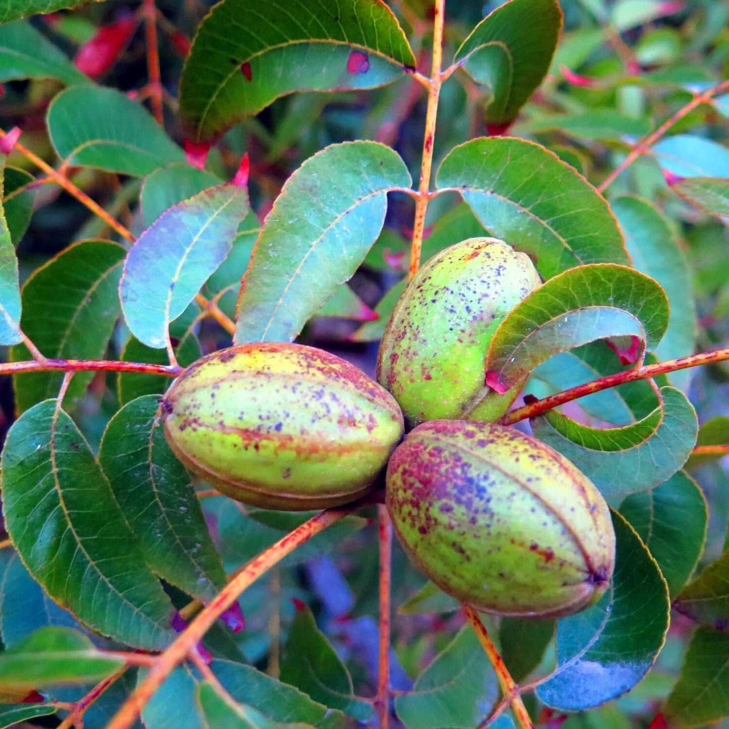 Three green Pecans with brown spots on a branch with leaves