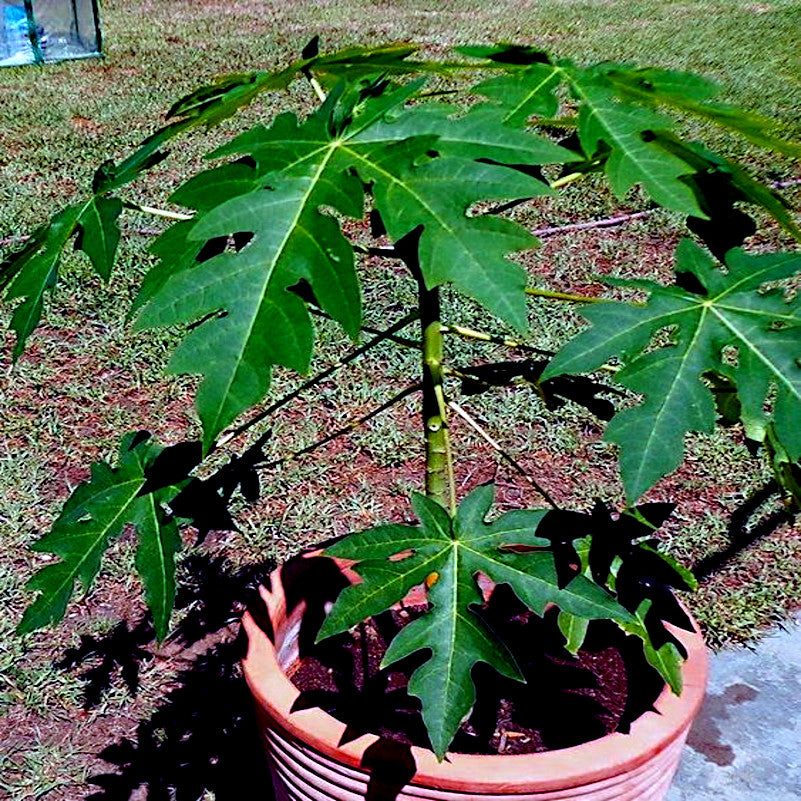 Potted Dwarf Hawaiian Solo Sunrise plant with green leaves on a grassy background