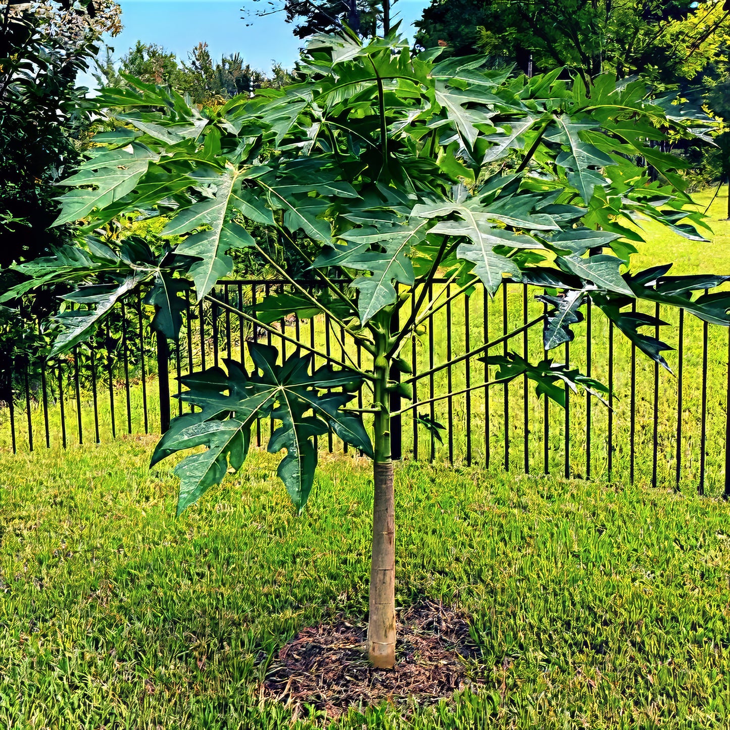 Young Dwarf Hawaiian Solo Sunrise papaya tree in a garden with a black metal fence in the background. Carica papaya