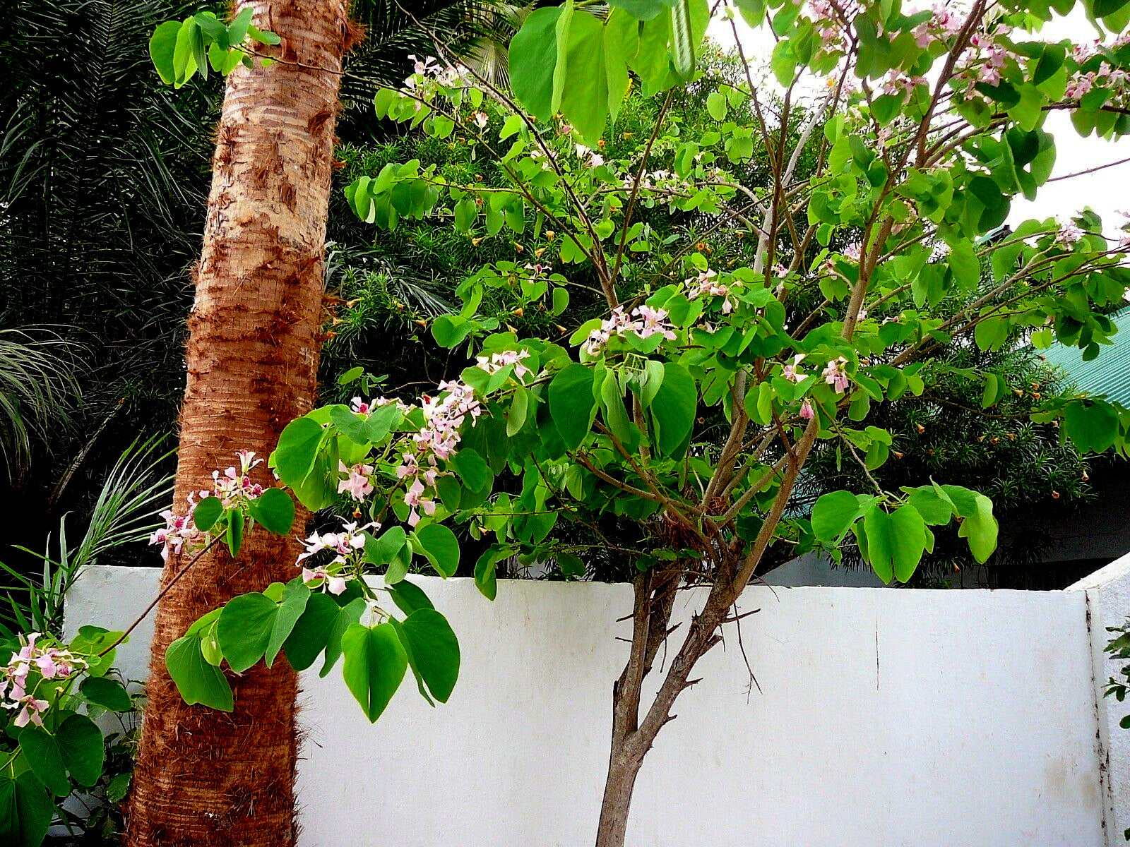 Orchid tree with pink flowers and green leaves next to a white wall. (Bauhinia monandra)
