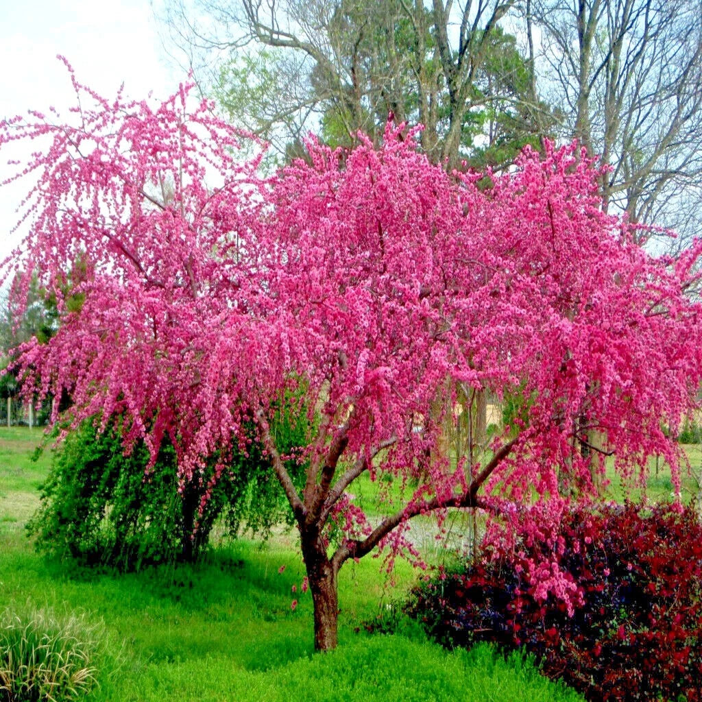 Pink flowering Nemagaurd peach tree in a landscape setting with green grass and other trees in the background.