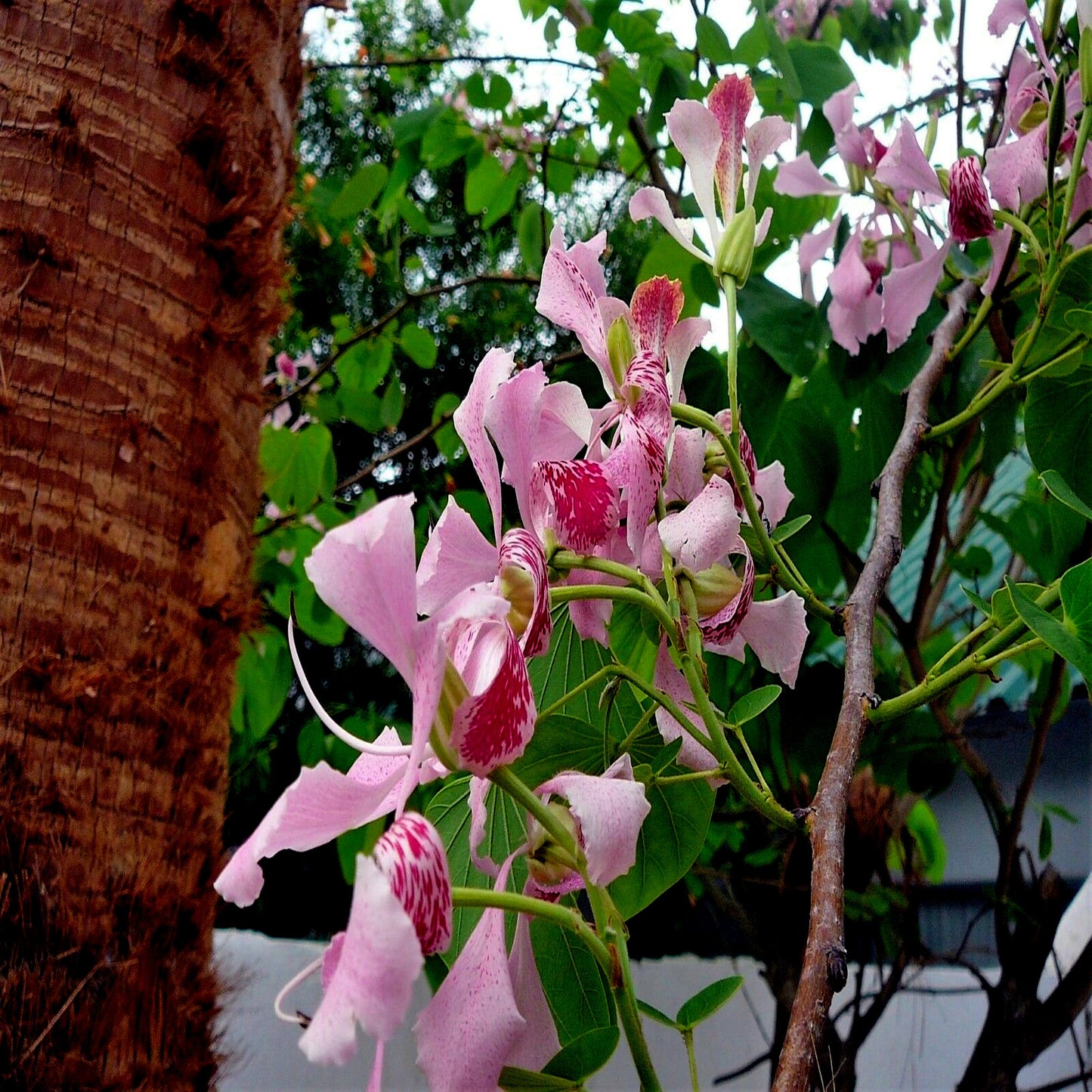 Pink Orchid tree flowers on a tree branch with green leaves and a blurred background. (Bauhinia monandra)