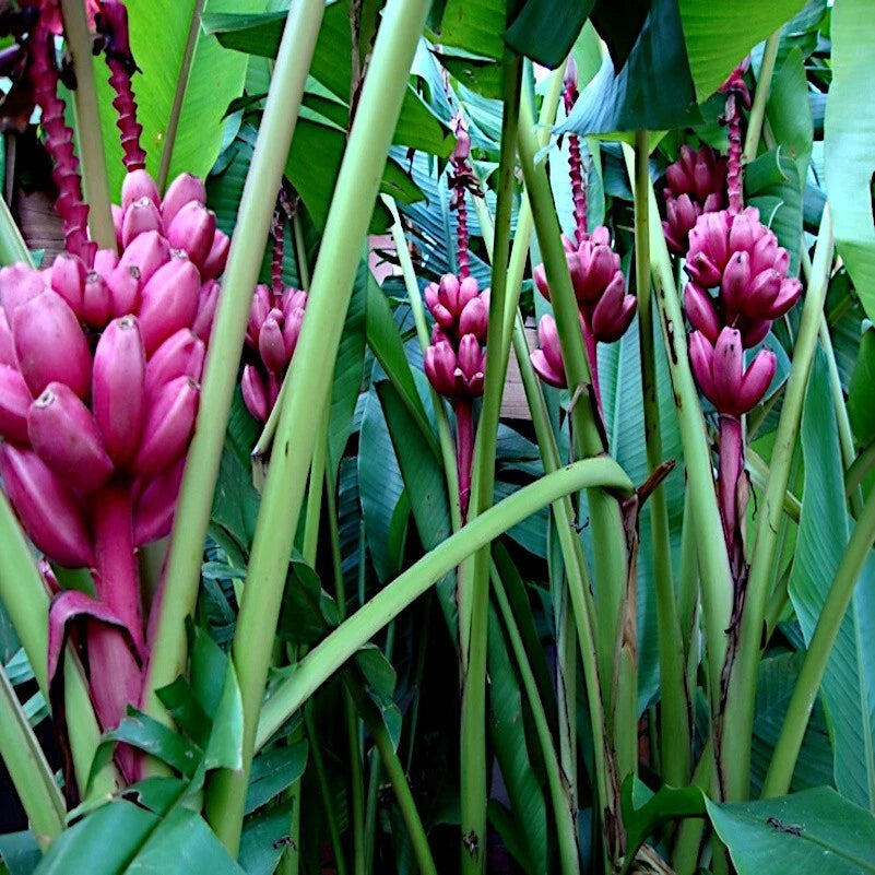 Pink banana tree flowers with green leaves in a tropical setting