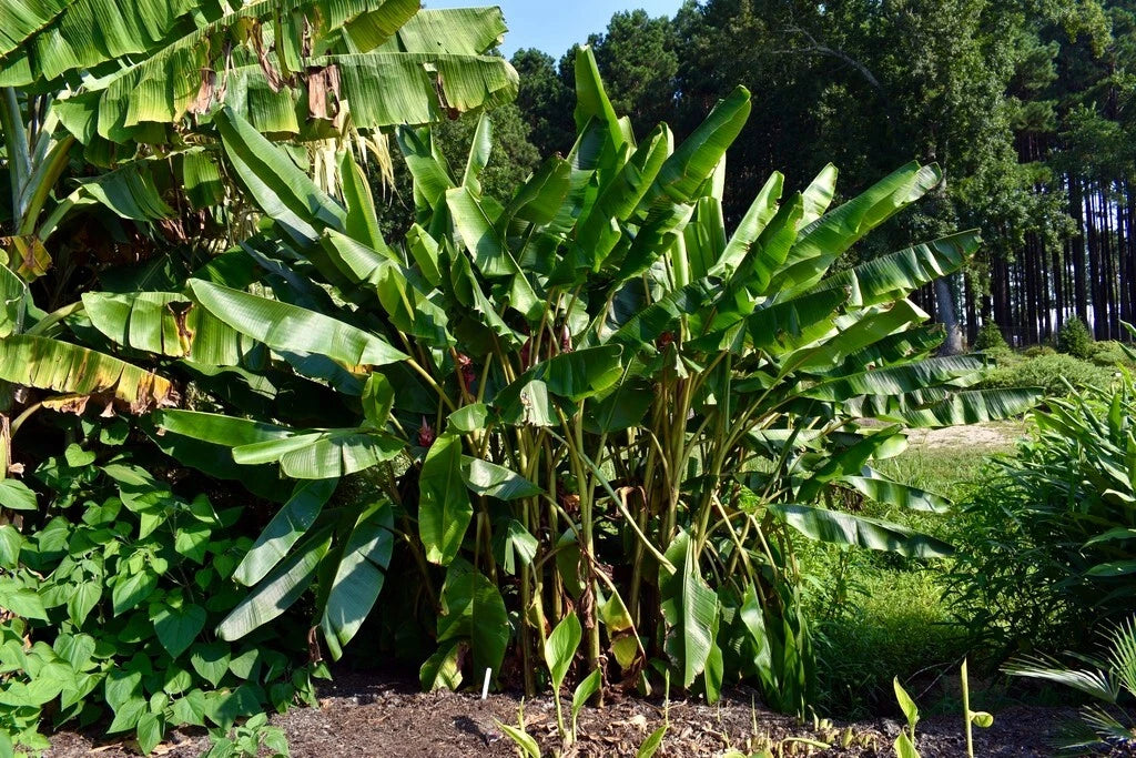 Large green leaves of a pink banana tree plant in a garden setting with trees in the background