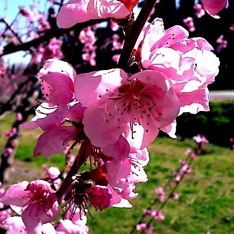 Close-up of pink Nemagaurd peach tree blossoms with a blurred green background