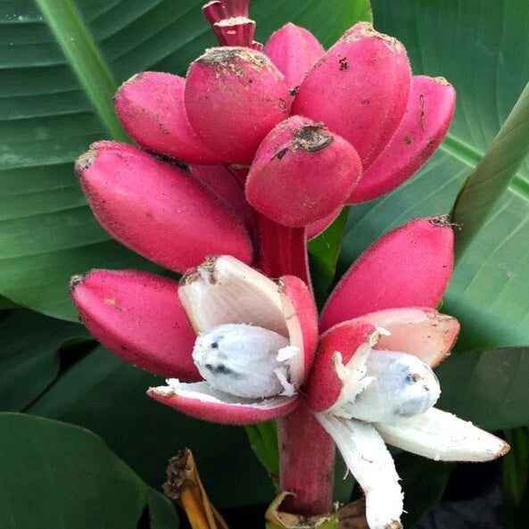Close-up of a pink banana flower with green leaves in the background