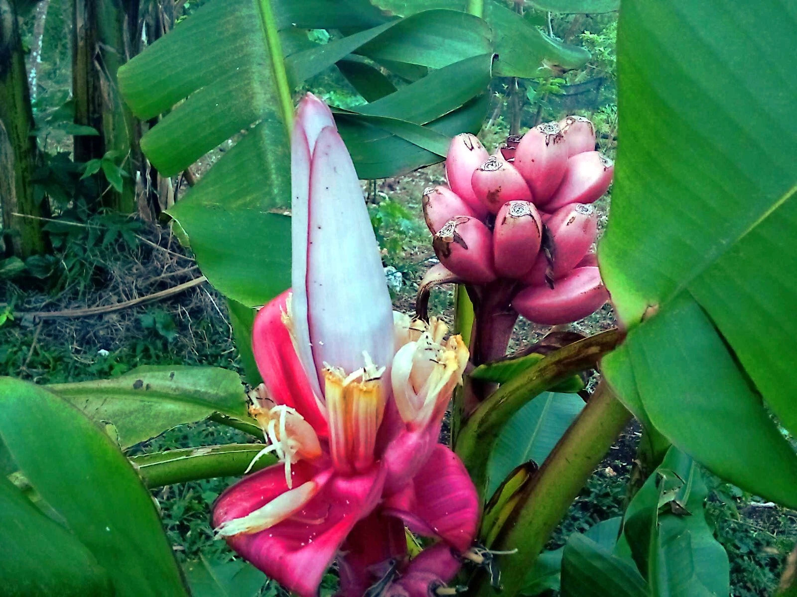 Pink banana tree flower and fruit cluster surrounded by green leaves