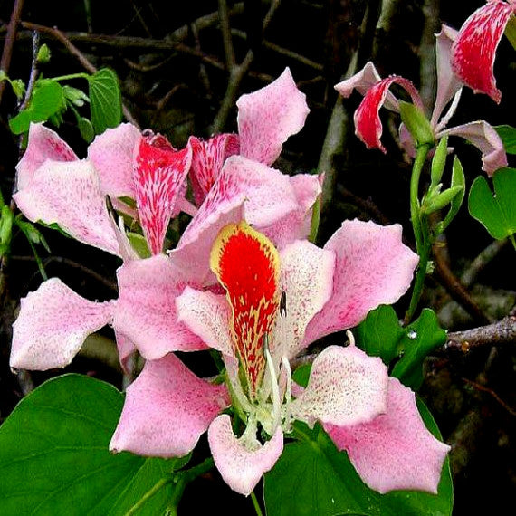 Close-up of a pink Bauhinia flower with a red center against a dark background.