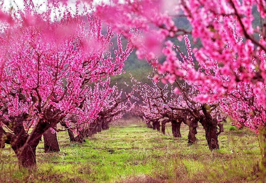 Row of peach tree blossoms in full bloom with pink flowers.