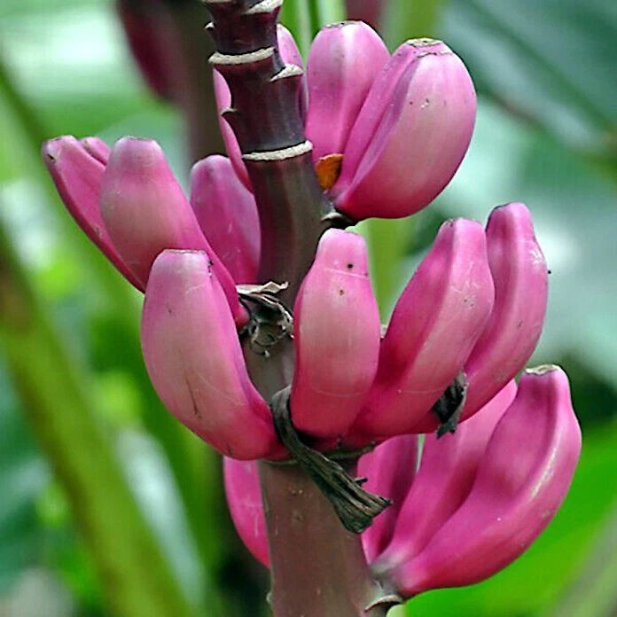Close-up of pink banana flowers with a blurred green background
