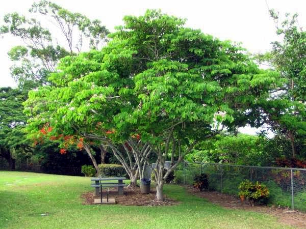 Large green Pink Orchid tree in a park with grass and a fence in the background