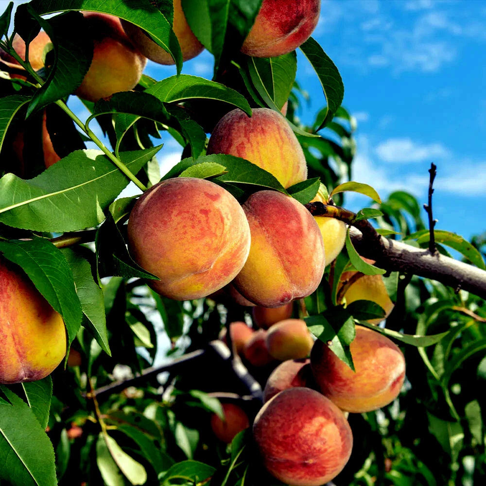 Ripe peaches on a tree branch with a clear blue sky in the background