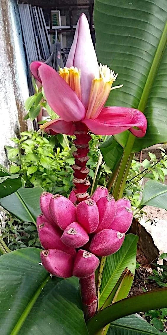 Pink banana flower and fruit cluster with green leaves in a garden setting