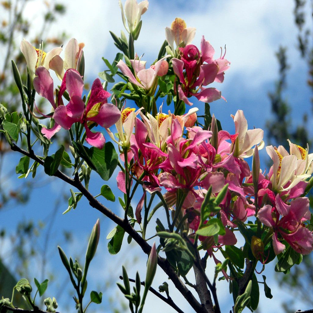 Pink and white flowers on a Pink Orchid tree branch with a blue sky background. (Bauhinia monandra)
