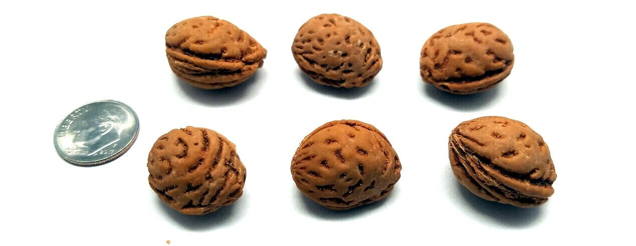 Six nemagaurd peach tree seeds arranged around a coin for size reference.