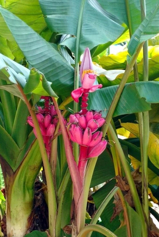 Pink banana flowers with large green leaves in a tropical setting