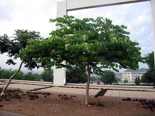 Pink Orchid Tree in a landscaped area with a building in the background