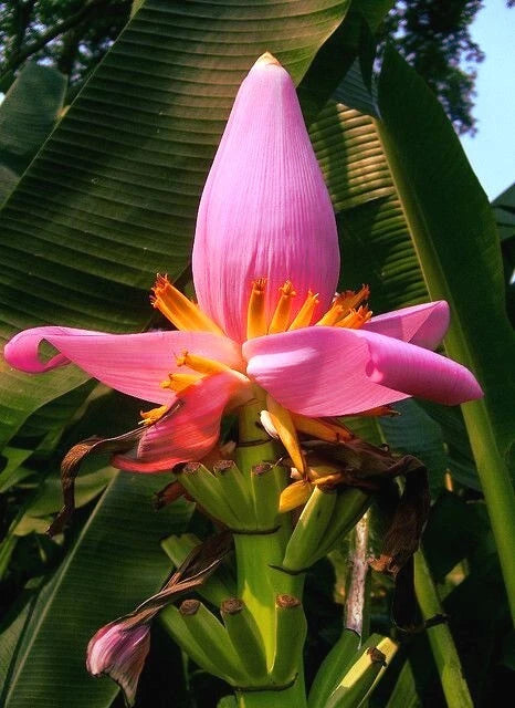 Pink banana flower with green leaves in the background