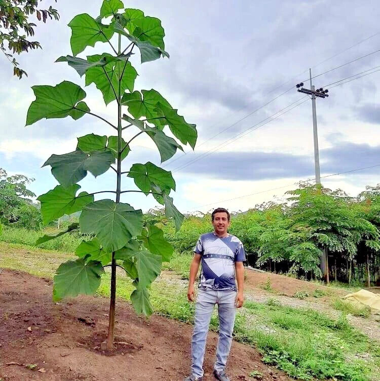 Man standing next to a tall Paulownia tomentosa tree in an outdoor setting with power lines in the background