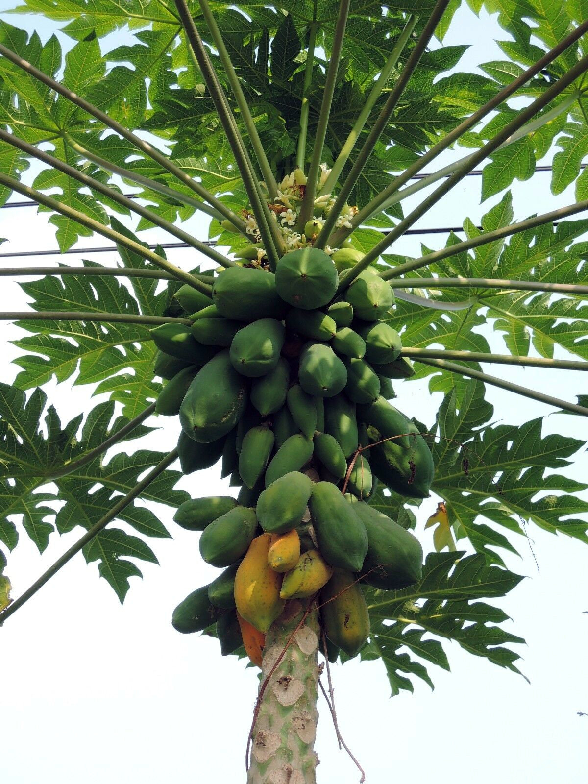 Bunch of green papayas on a tree with leaves in the background
