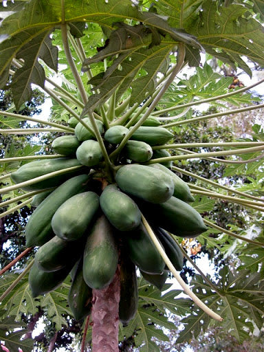 Bunch of green papayas hanging from a tree