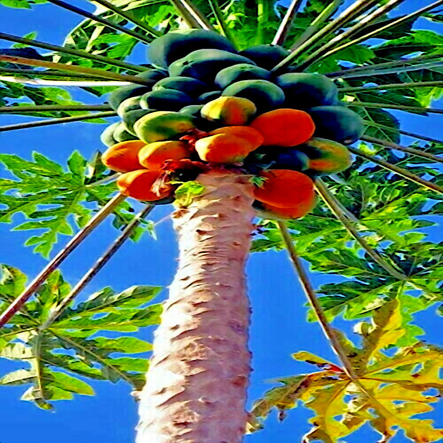 Papaya tree with fruits against a clear blue sky
