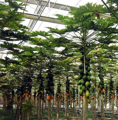 Papaya trees with fruits in a greenhouse setting