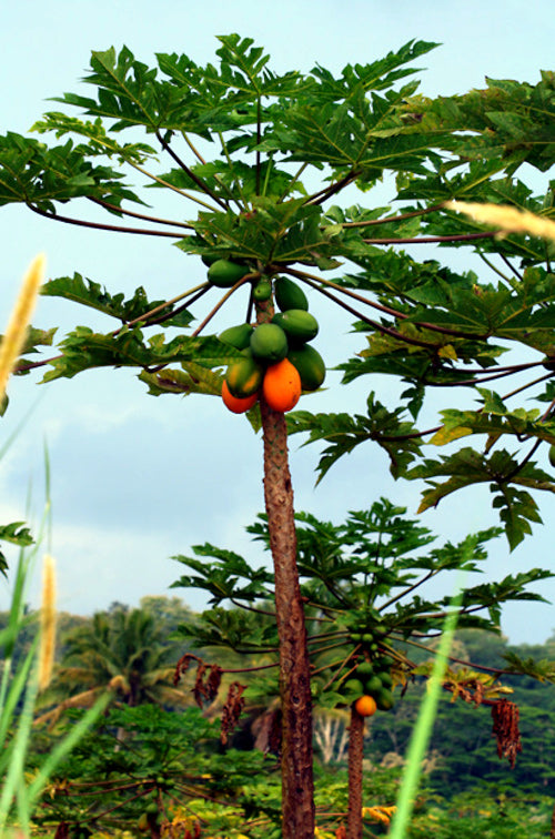 Papaya tree with fruits and leaves against a clear sky