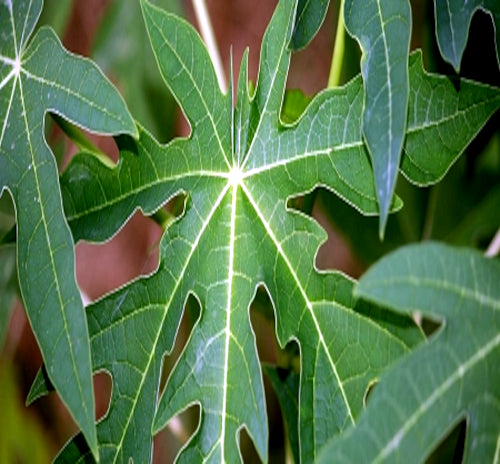 Close-up of a green papaya leaf with a blurred background