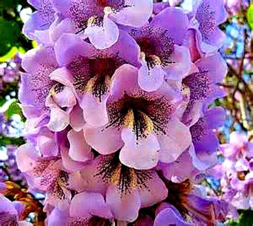 Close-up of a vibrant purple Royal empress tree flower with a blurred background. (Paulownia tomentosa)