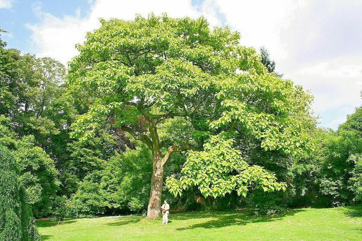 Large Paulownia tomentosa tree in a park with a person standing underneath