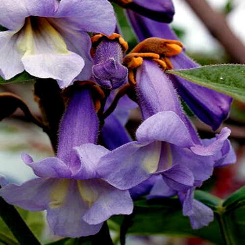 Close-up of purple Royal empress flowers with green leaves. (Paulownia tomentosa)