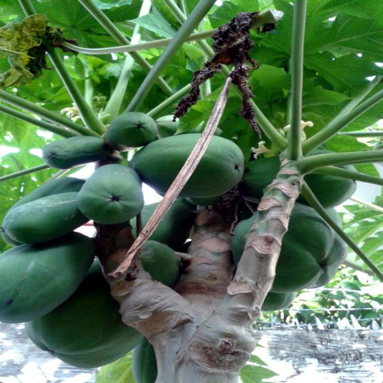Green papayas hanging from a tree