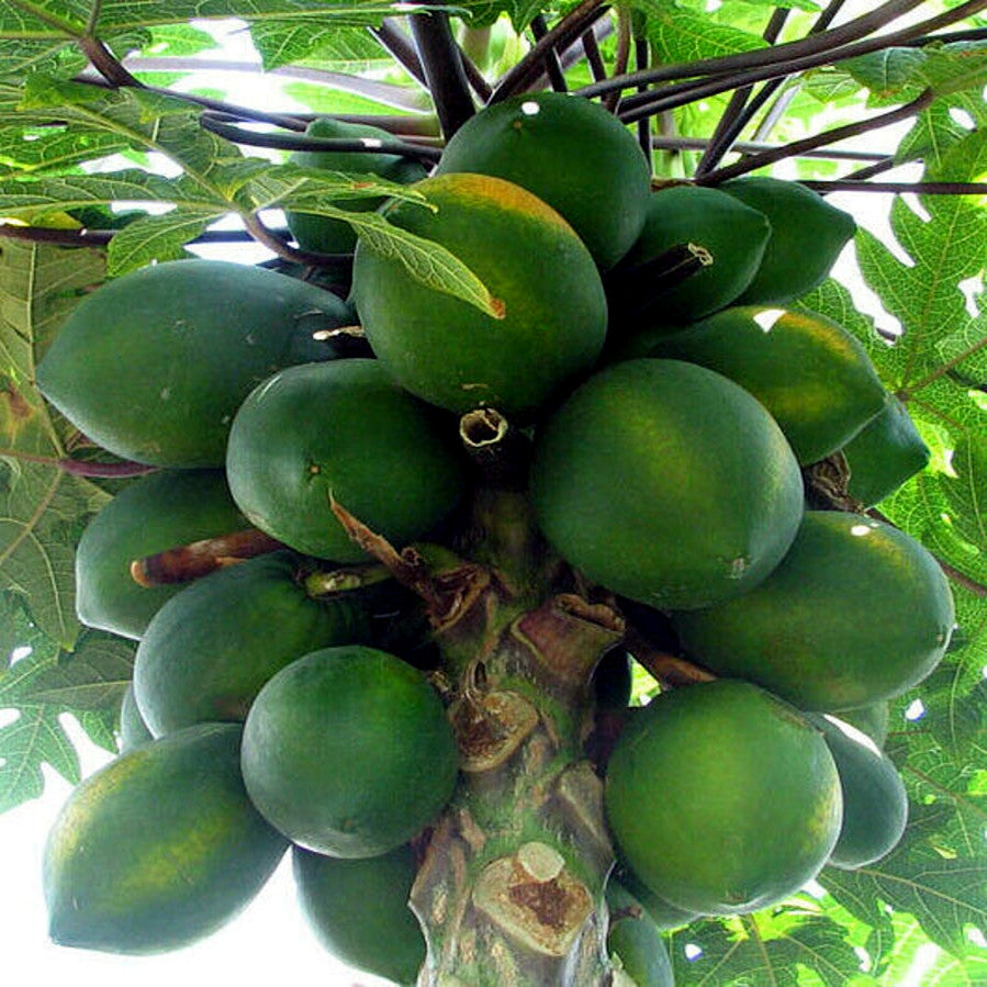 Green papayas hanging from a tree with leaves in the background