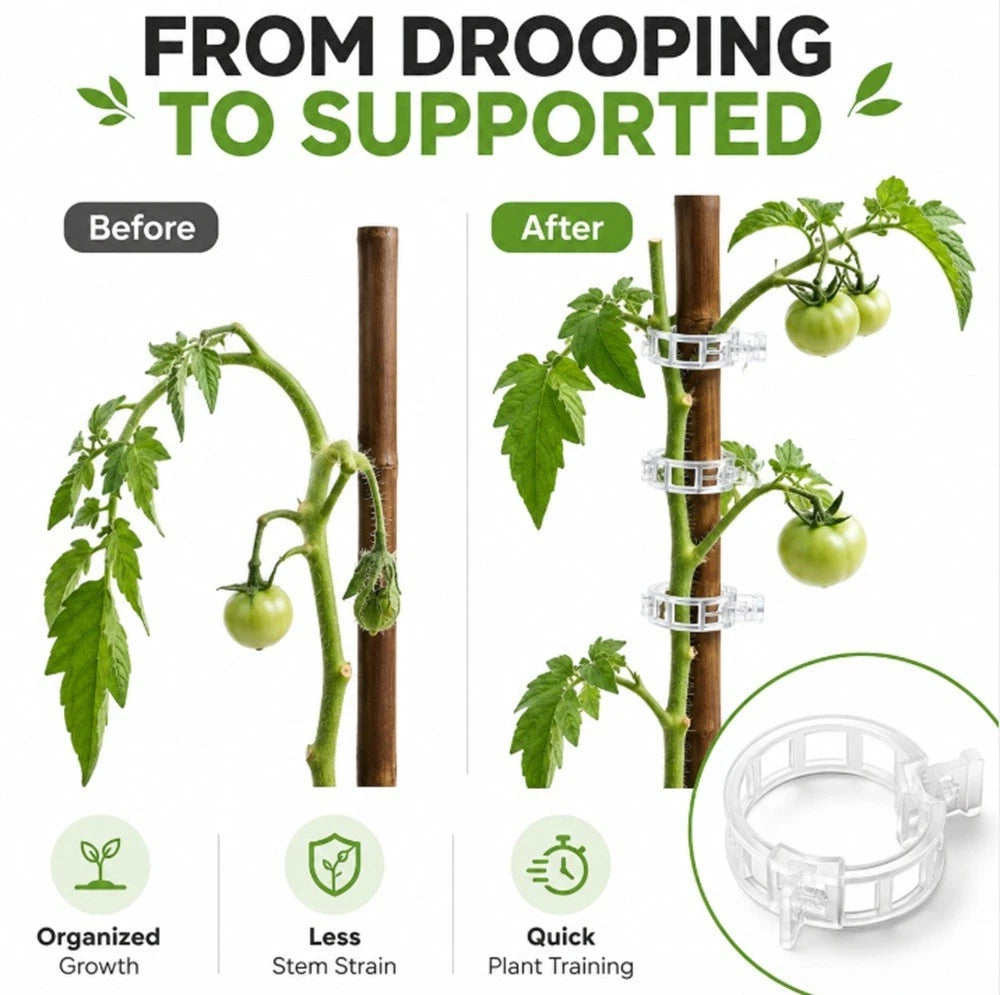 Before and after comparison of a plant trained with a plant support clips, showing improved growth and organization.
