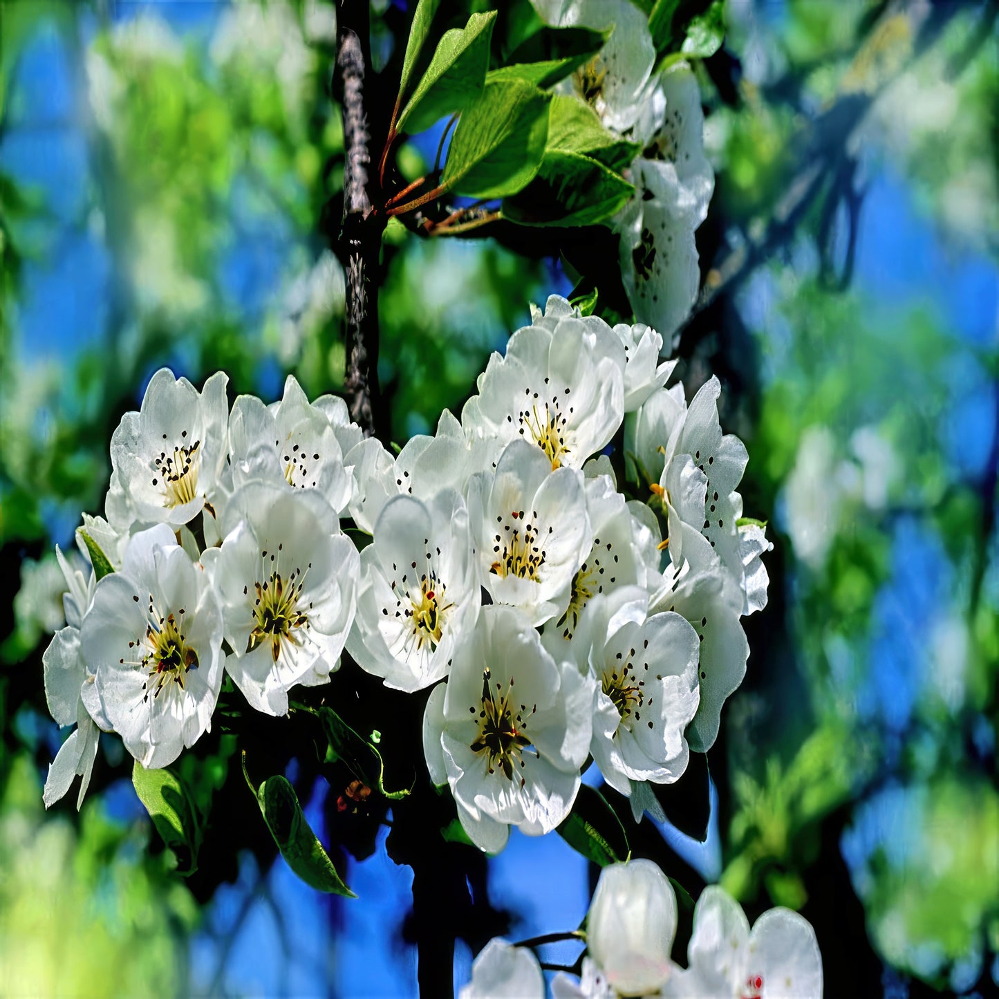 Close-up of white flowers on a European Pear tree branch with a blurred green and blue background