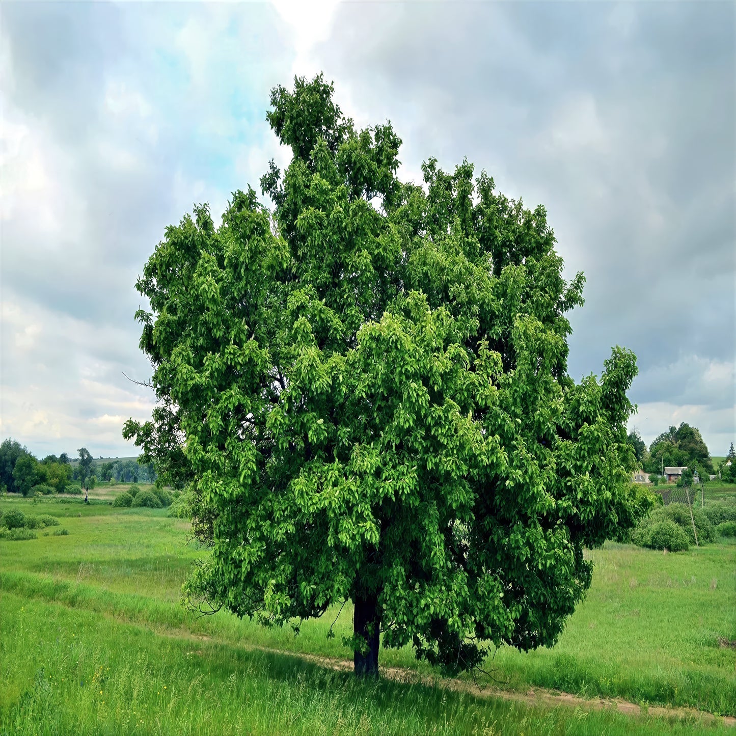 Large green European pear tree in a field with a cloudy sky. (Pyrus communis)