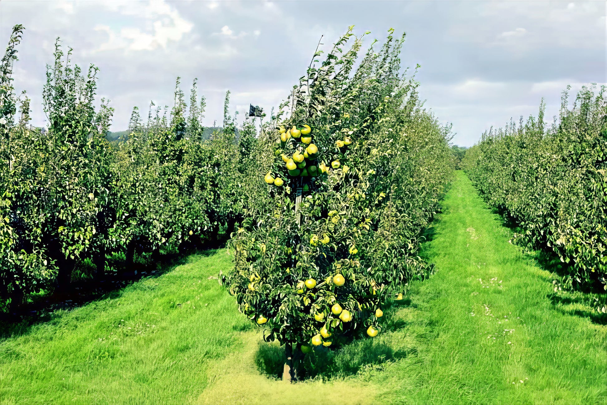 Pear tree orchard with rows of pear trees and green grass under a blue sky.