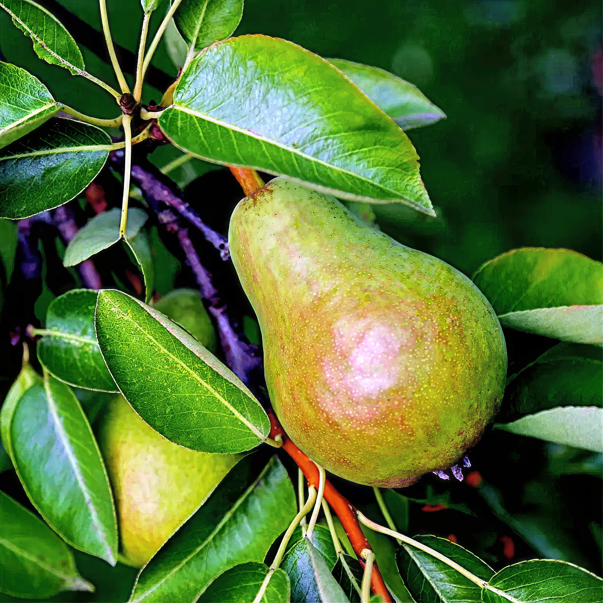 Green European pear hanging on a tree branch with leaves. (Pyrus communis)