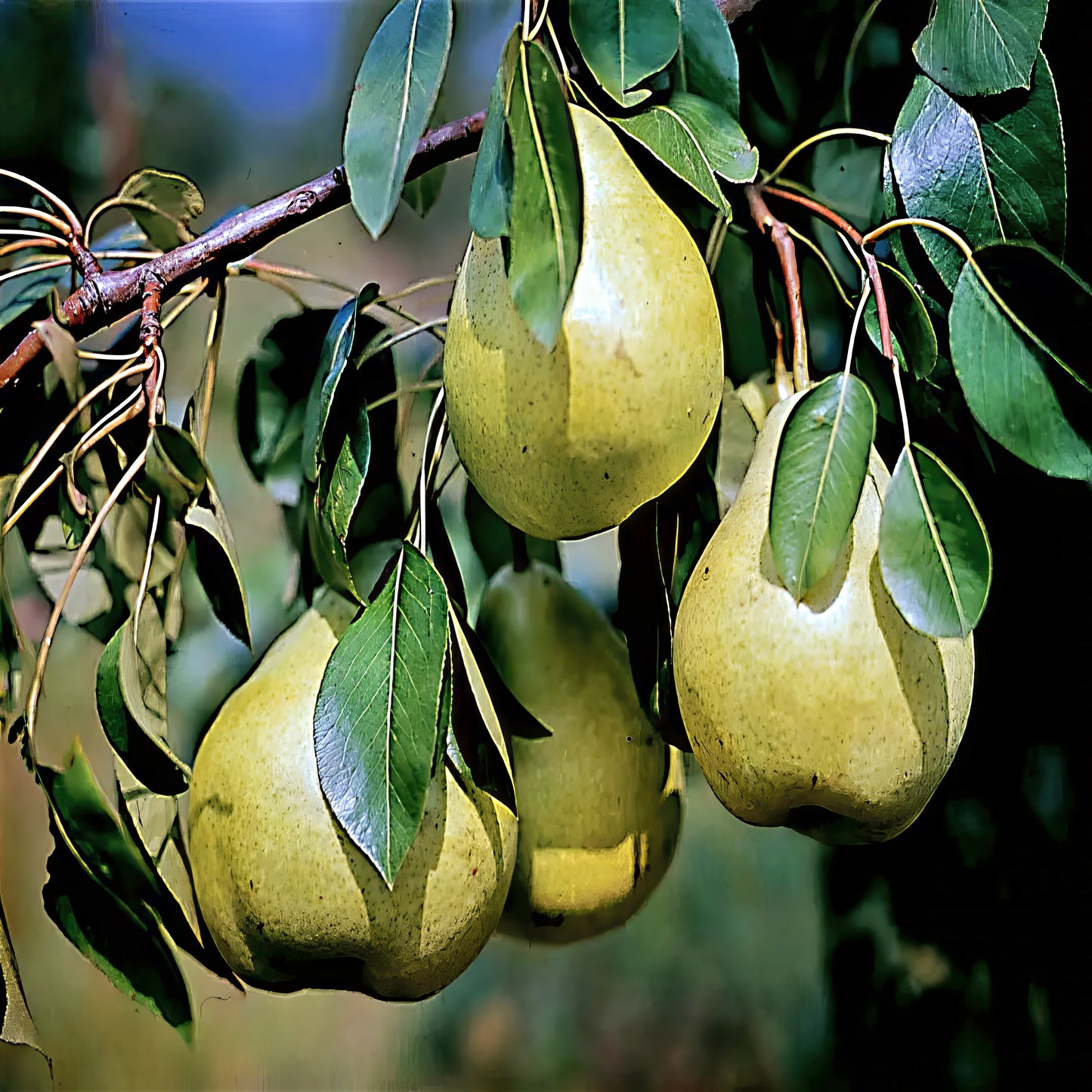 Green pears hanging from a tree branch with leaves.