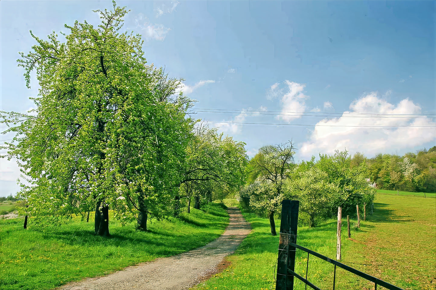 Pathway through a green landscape with Pear trees and a clear blue sky.