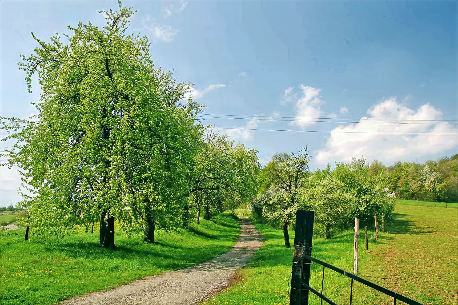 Pathway through a green landscape with Pear trees and a clear blue sky.