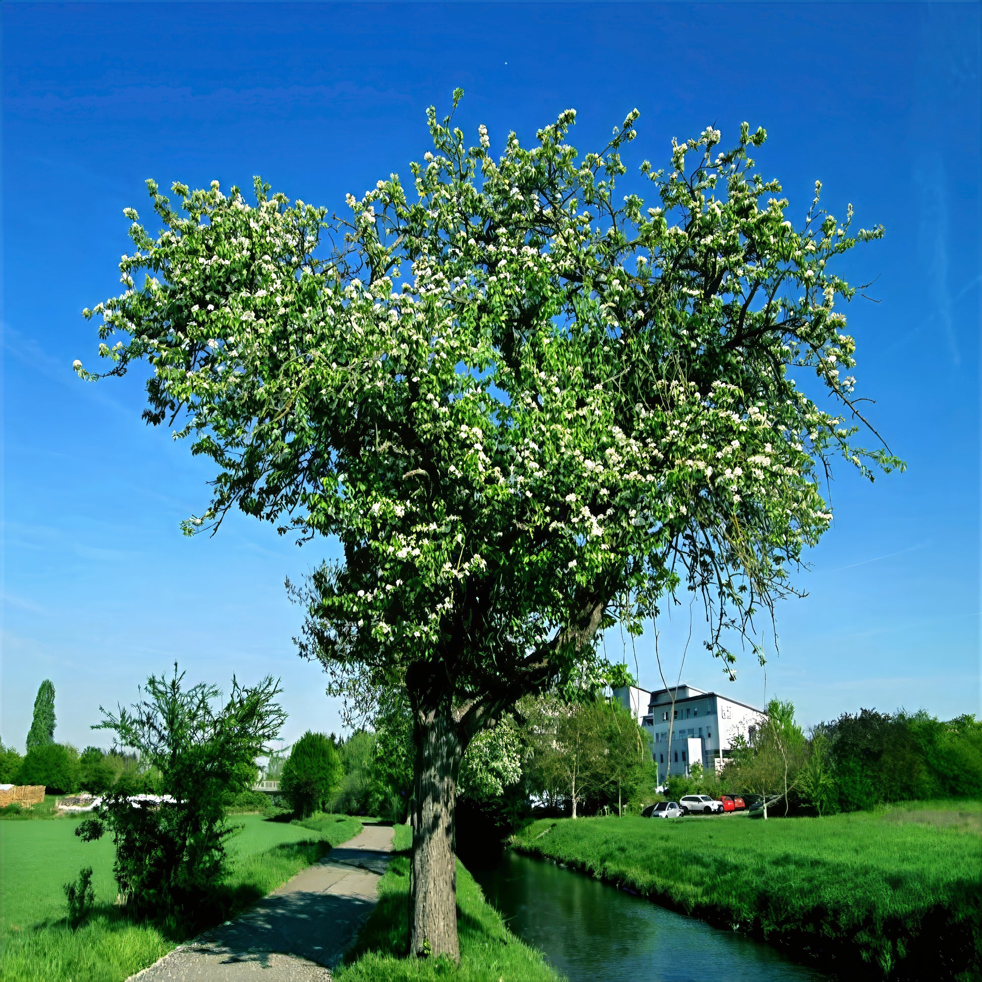 European Pear tree with white flowers on a clear blue sky background. (Pyrus communis)