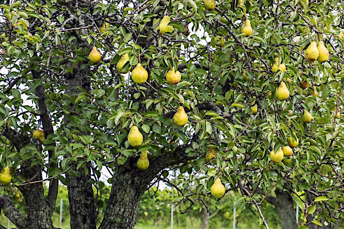 European Pear tree with ripe pears hanging from its branches. (Pyrus communis)