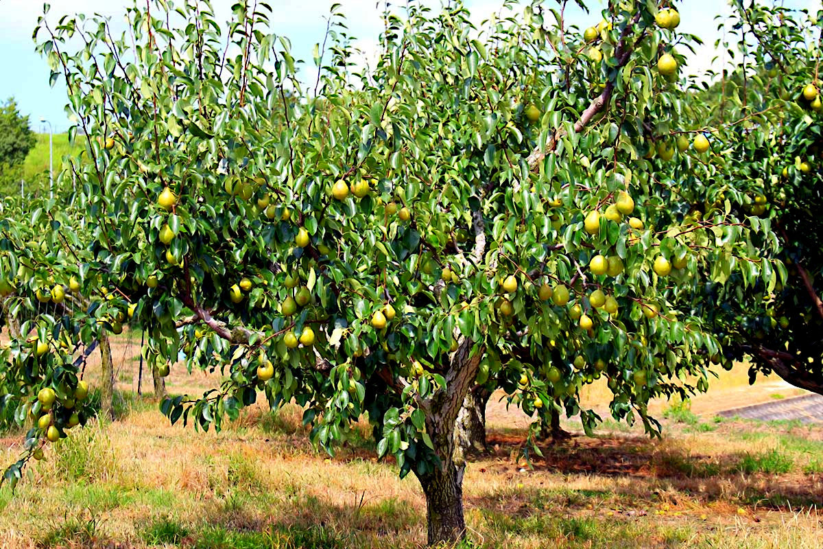 European Pear tree with ripe pears in an orchard. (Pyrus communis)