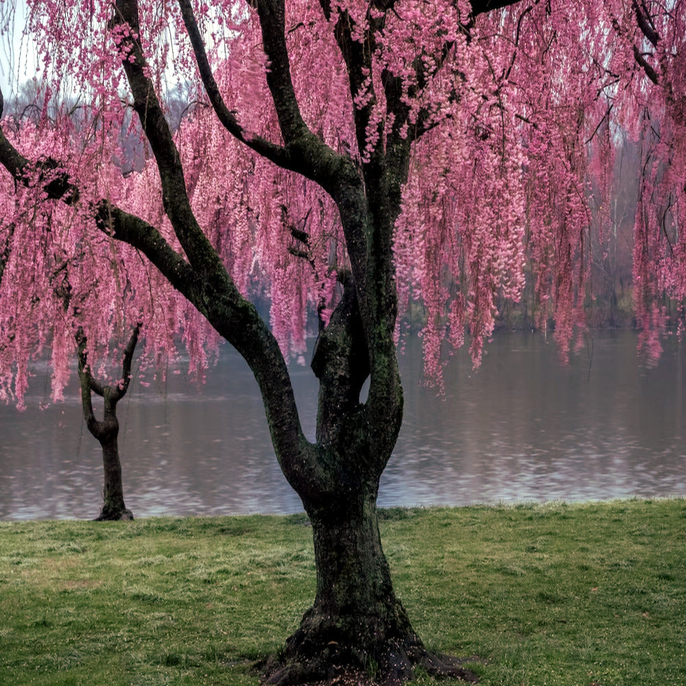 Japanese Weeping Sakura Cherry blossom tree with pink flowers in green grass by lake. 