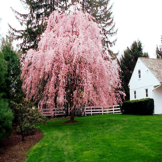 Japanese Weeping Sakura Cherry blossom tree with pink flowers in yard landscape beside house. 