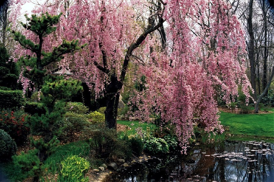 Japanese Weeping Sakura Cherry blossom tree with pink flowers hanging over water's edge. (Prunus subhirtella var. pendula)